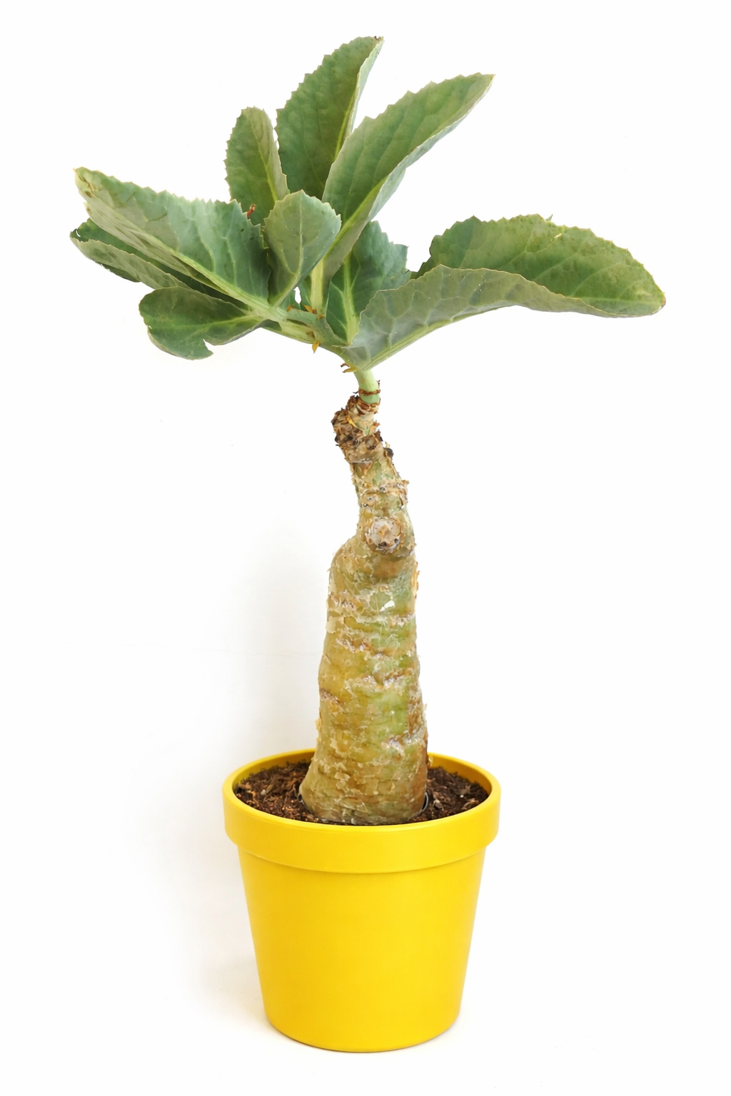 Pianta succulenta Cyphostemma juttae con caudice, tronco spesso e ampie foglie verdi in vaso giallo