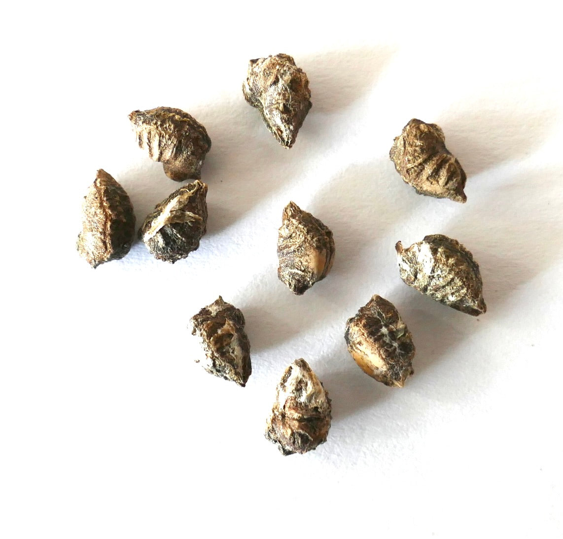 Semi essiccati di Cyphostemma mappia per la propagazione di piante grasse rare