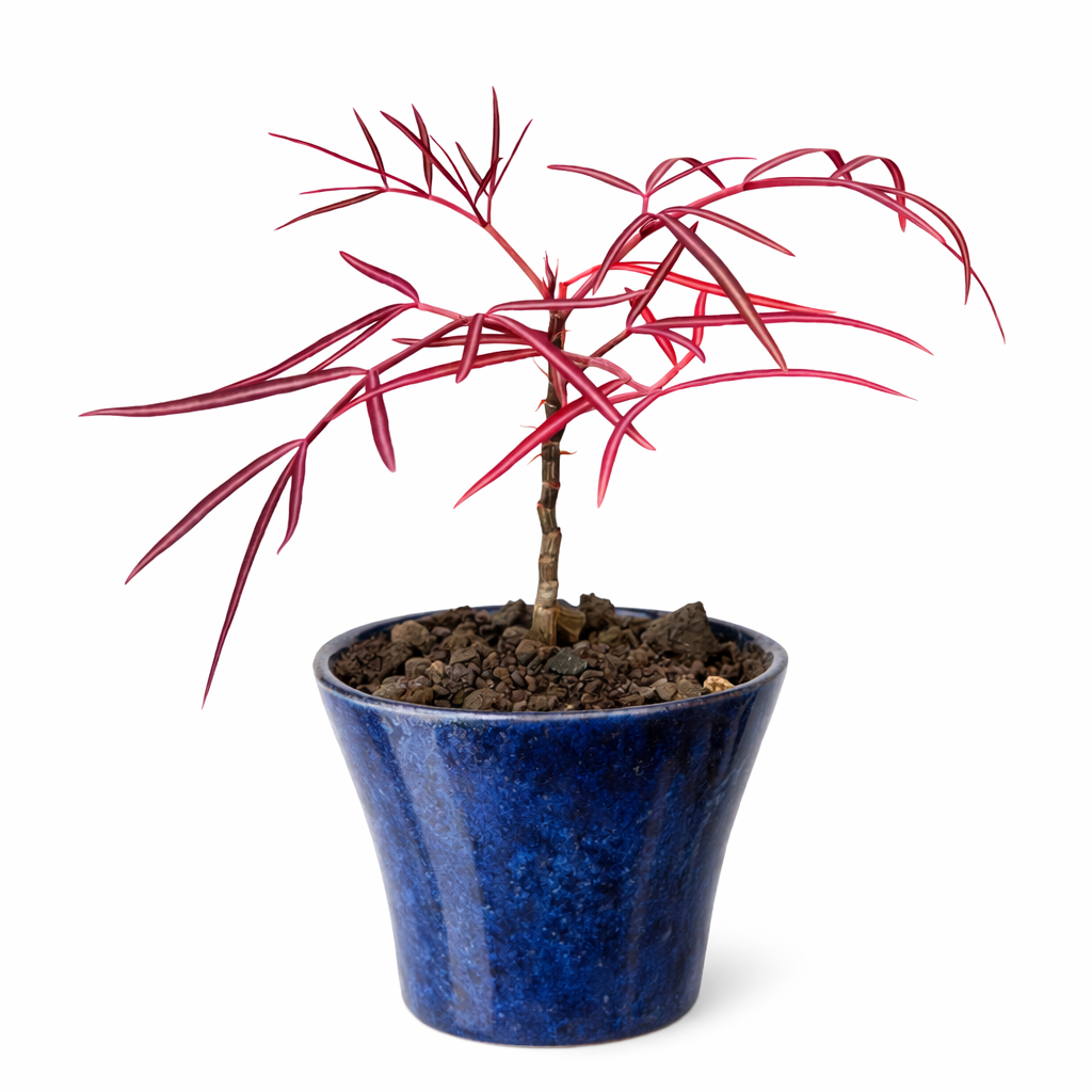 Cyphostemma mappia piccola succulenta in vaso con sottili foglie rosse in vaso di ceramica blu