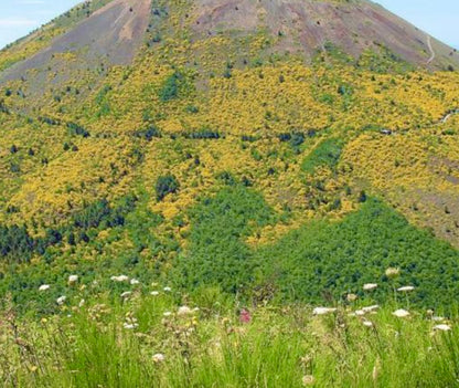 Cytisus scoparius var. vesuvianum dense yellow-flowering shrub on volcanic hillside