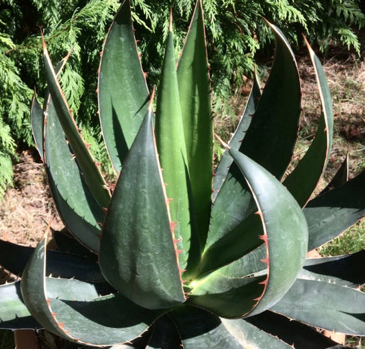 Agave garciae-mendozae 30-40cm | Agave | Garcia's agave
