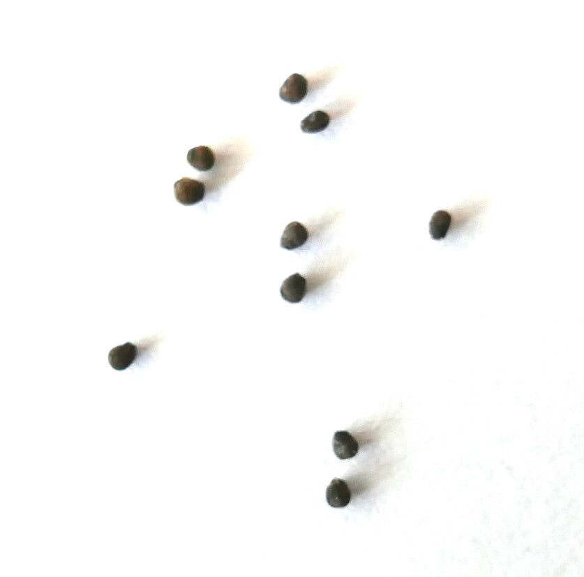 Lobivia aurea var. dobeana small dark cactus seeds on white background