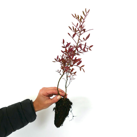 Pistacia lentiscus young plant with reddish leaves and root ball held by hand