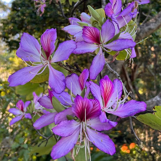 Fiori di Bauhinia purpurea di un vibrante viola con petali delicati e stami prominenti che fioriscono sui rami