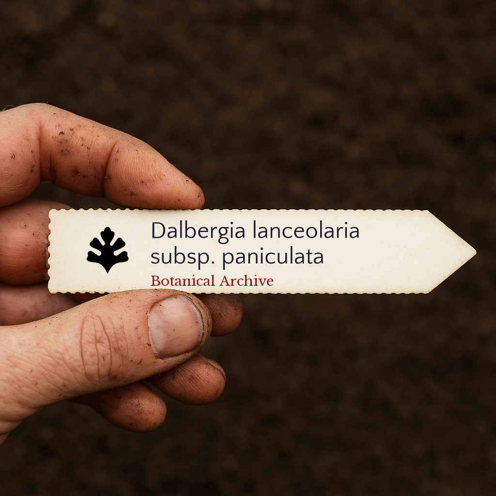 Etichetta per pianta stampata per Dalbergia lanceolaria subsp. paniculata tenuta a mano con sfondo di terreno