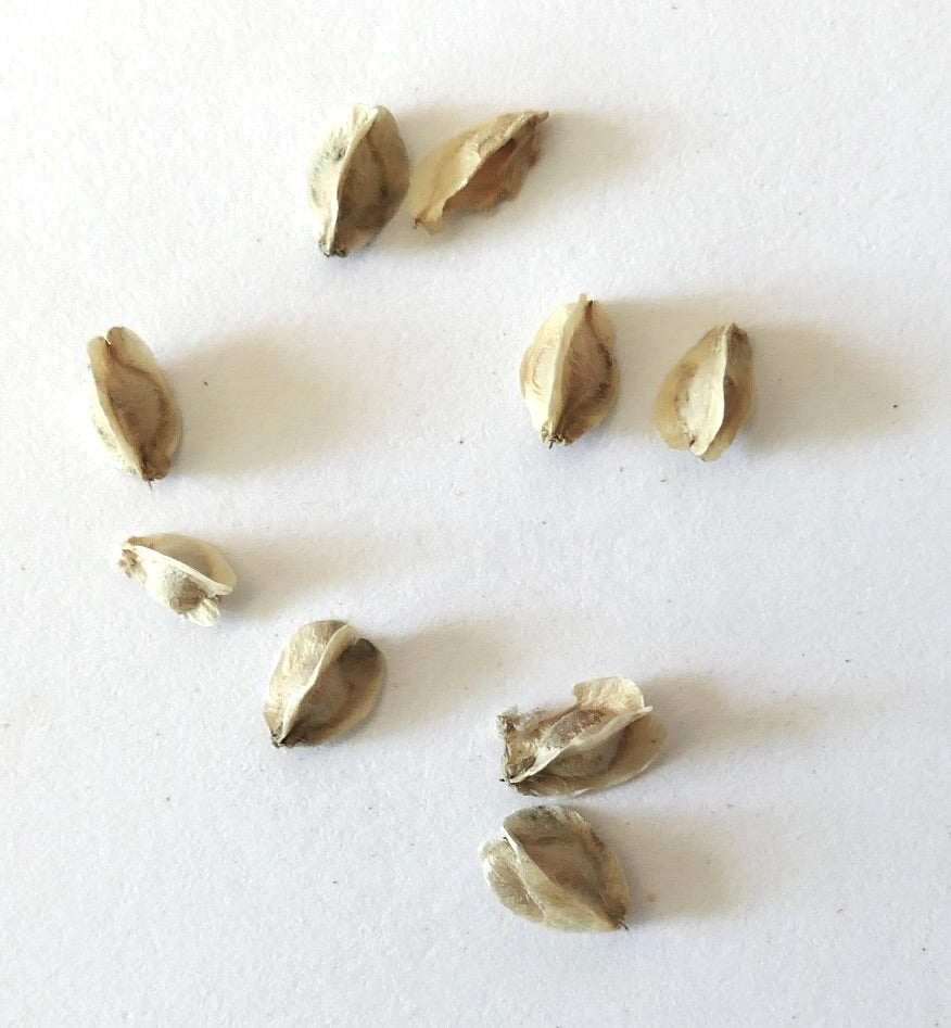 Dasylirion acrotrichum dry seeds for succulent desert plant propagation