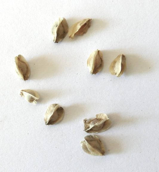 Dasylirion acrotrichum dry seeds for succulent desert plant propagation