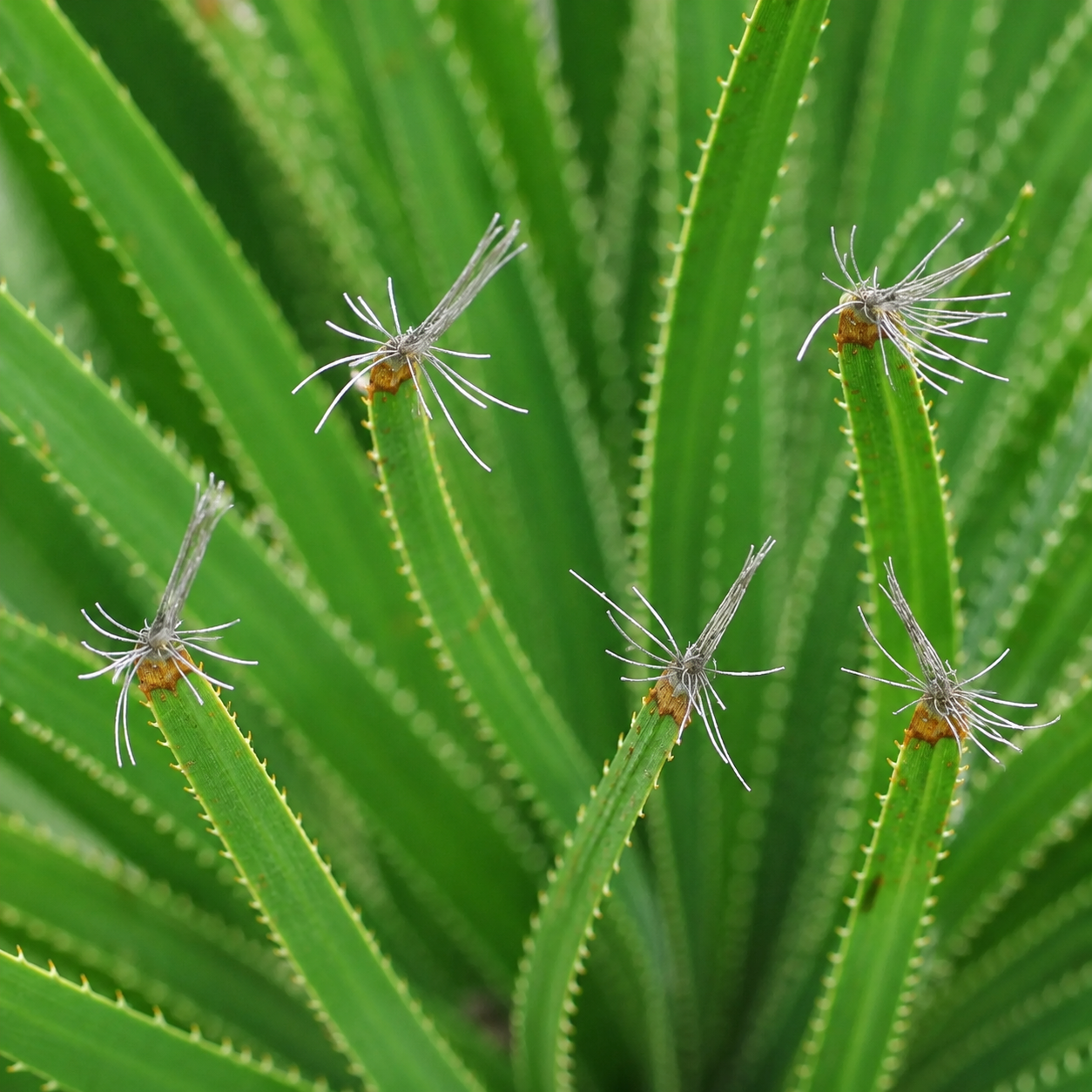 Dasylirion acrotrichum succulent plant with spiny green leaves and distinctive white fiber tufts on leaf tips