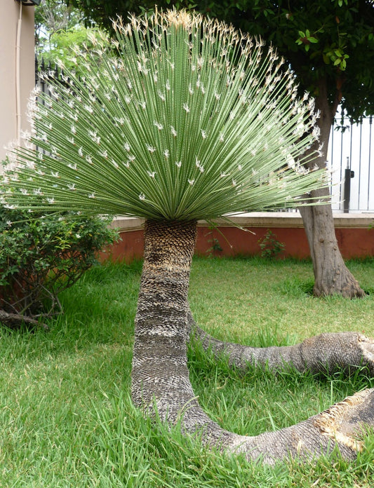 Dasylirion acrotrichum | Green sotol | Desert spoon
