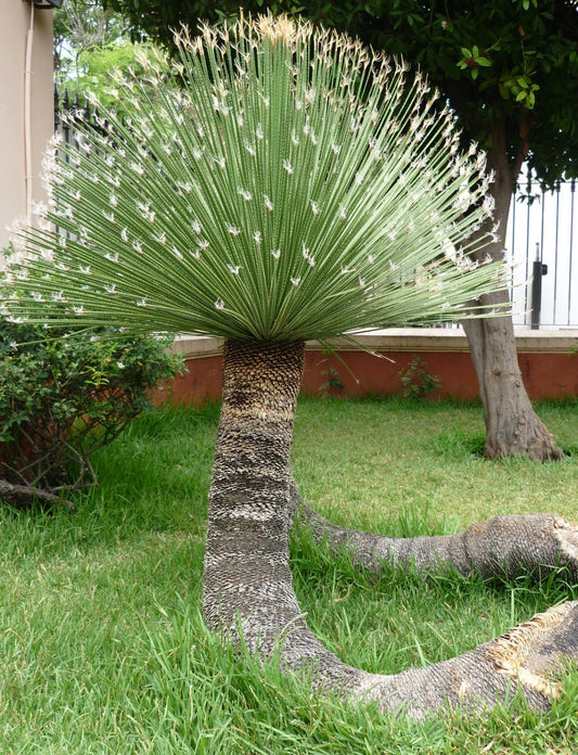 Dasylirion acrotrichum con tronco alto e strutturato e foglie verdi a ventaglio appuntite