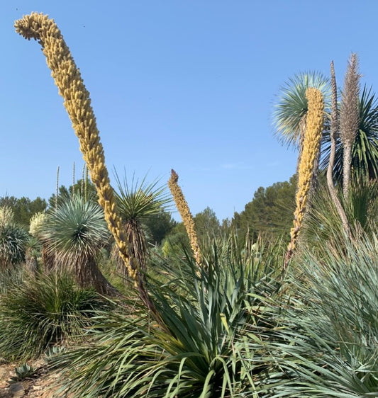 Dasylirion berlandieri | Berlandier's sotol | Desert spoon