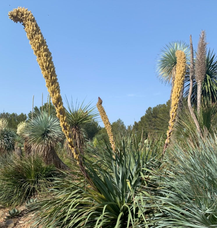 Dasylirion berlandieri foglie verdi spinose con lunghi steli fioriti gialli in giardino desertico