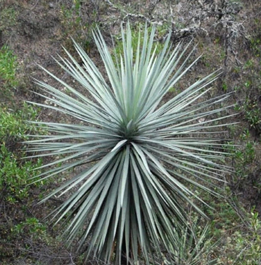Dasylirion lucidum succulenta desertica grigio-verde spinosa con foglie lunghe e strette