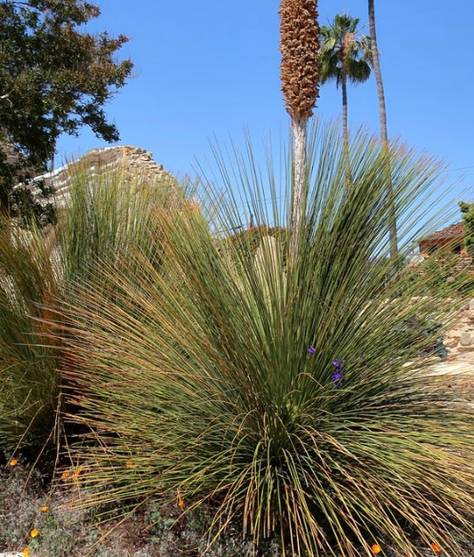 Dasylirion quadrangulatum large spiky desert plant with slender green leaves and purple flowers