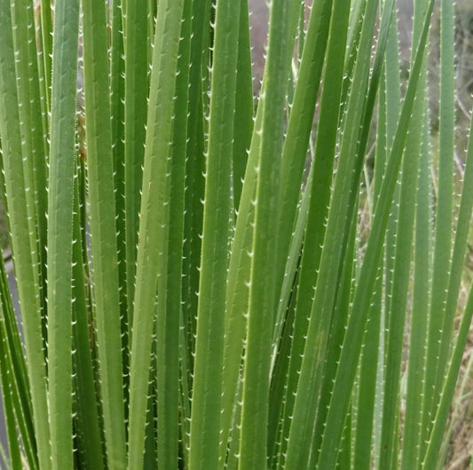 Dasylirion serratifolium | Desert spoon | Sotol