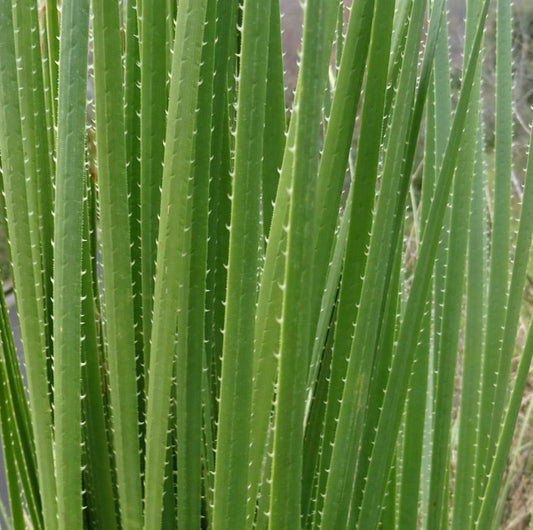 Foglie succulente verdi alte di Dasylirion serratifolium con bordi seghettati, primo piano