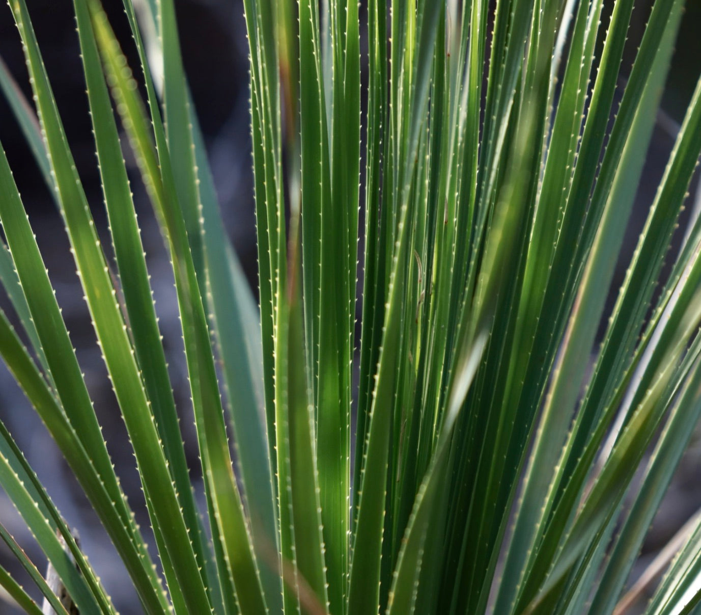 Primo piano di Dasylirion texanum con foglie verdi sottili e spinose pianta del deserto