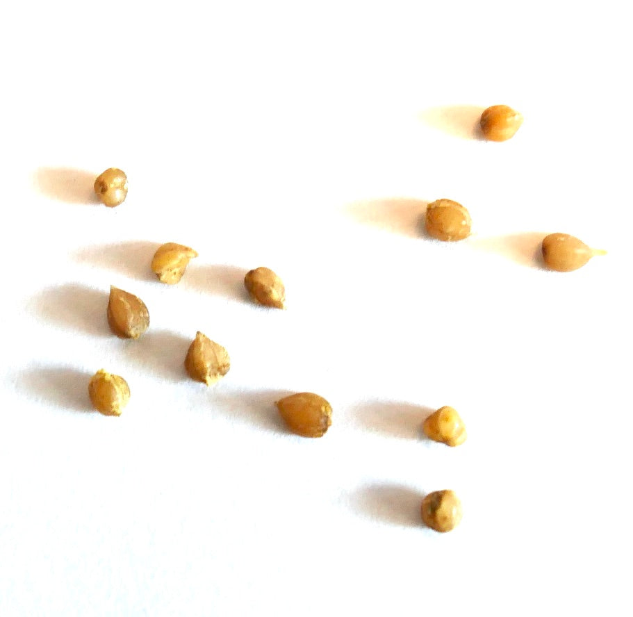 Dasylirion wheeleri seeds scattered on white background for planting