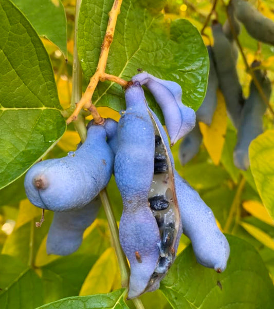 Decaisnea fargesii blue elongated pods with black seeds on green leafy shrub