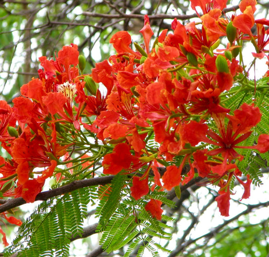 Delonix regia fiori arancio-rossi vivaci con delicate foglie verdi simili a felci in fiore