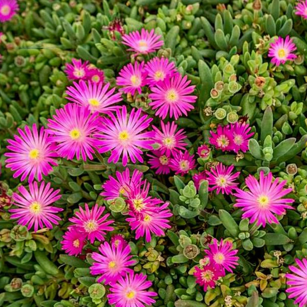 Delosperma aberdeenense succulent with bright pink daisy-like flowers and green fleshy leaves