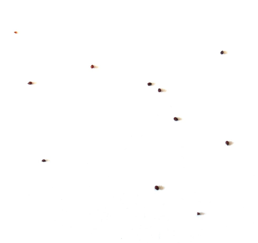Delosperma aberdeenense small succulent seeds scattered on white background