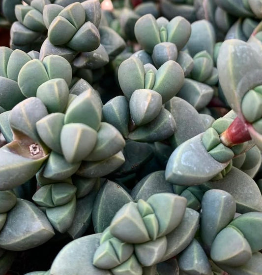 Delosperma lehmannii succulent with thick, triangular blue-green leaves and compact growth pattern