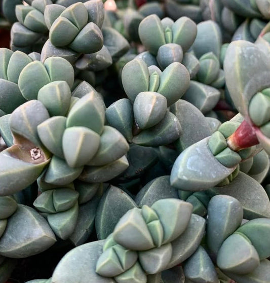 Delosperma lehmannii succulent with thick, triangular blue-green leaves and compact growth pattern