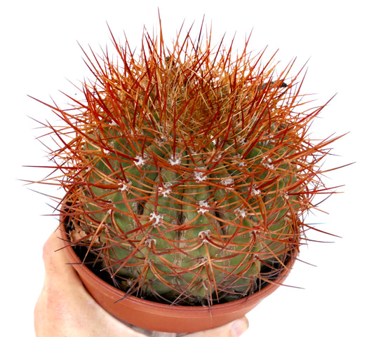 Denmoza rhodacantha | Torch cactus | Red-spined Denmoza