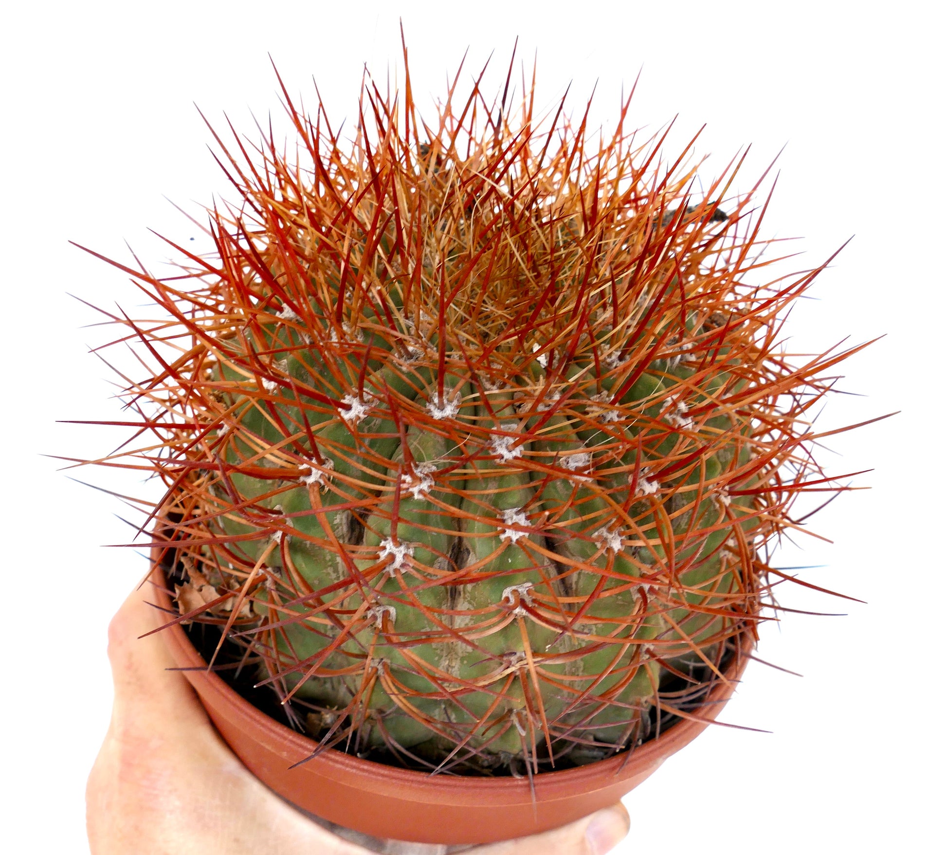 Denmoza rhodacantha succulent cactus with dense red spines in terracotta pot held by hand