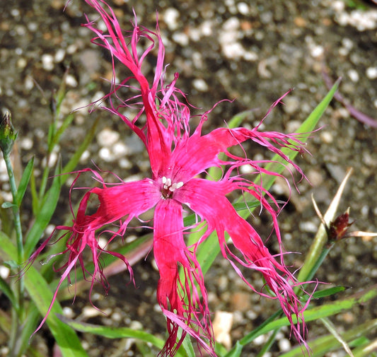 Dianthus chinensis var. lacinatus cv 'Dancing Geisha' bright pink fringed flower with slender green leaves