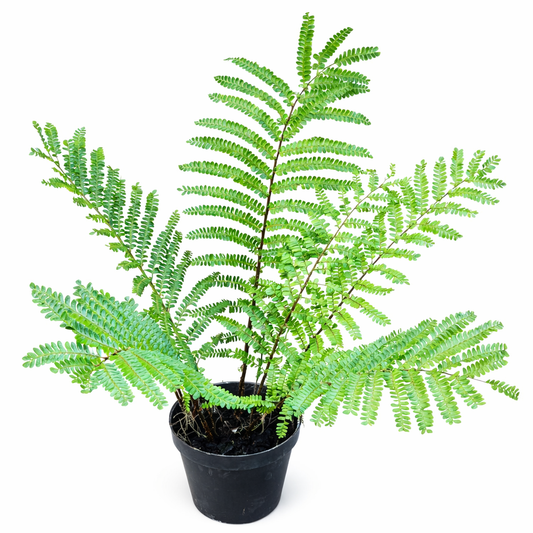 Didymochlaena truncatula felce verde rigogliosa con fronde segmentate delicate in vaso nero