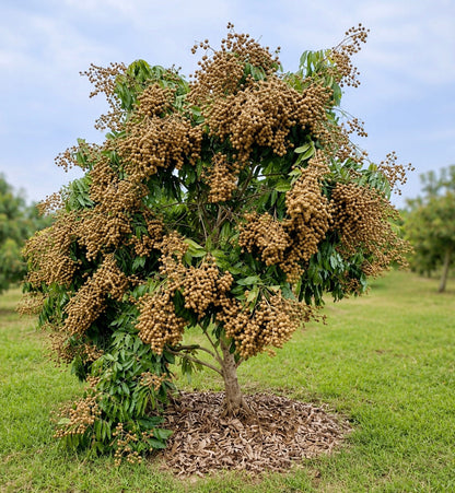 Dimocarpus longan 35-60cm | Longan | Dragon's eye