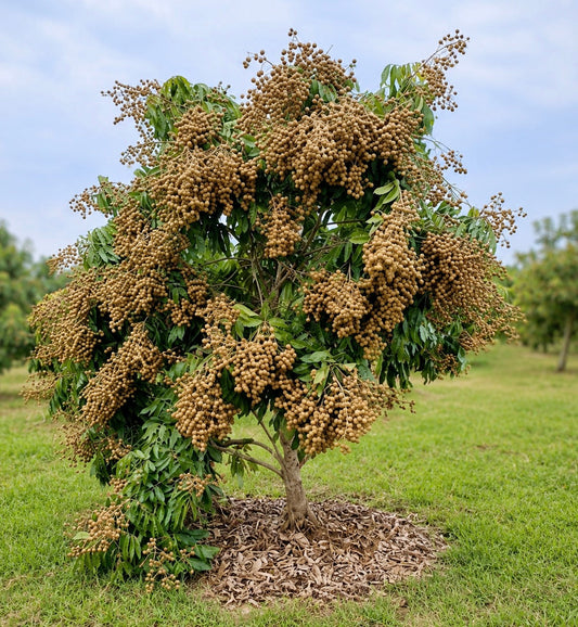 Dimocarpus longan small fruit tree with dense clusters of brown longan fruits and green leaves