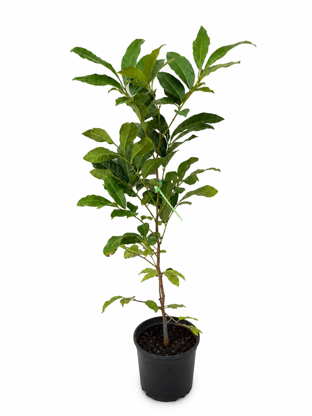 Dimocarpus longan 35-60cm | Longan | Dragon's eye