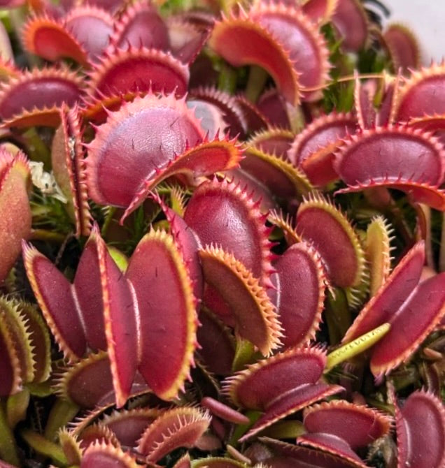 Pianta carnivora Dionaea muscipula con trappole rosse vivaci e bordi spinei