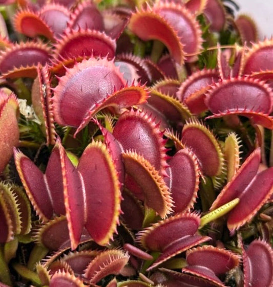 Pianta carnivora Dionaea muscipula con trappole rosse vivaci e bordi spinei