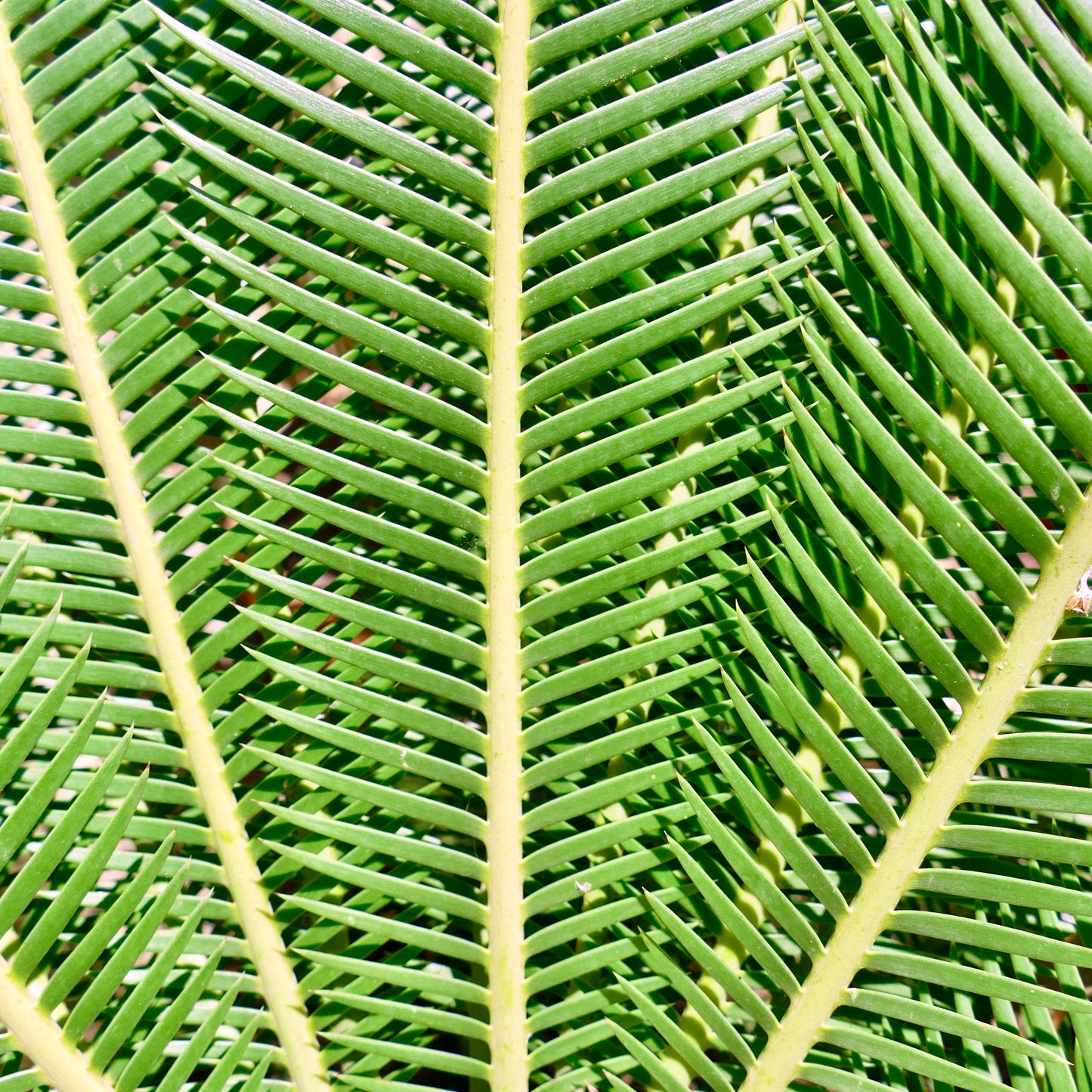 Dioon edule 'Palma Sola' primo piano di foglie pennate verde brillante con foglioline parallele