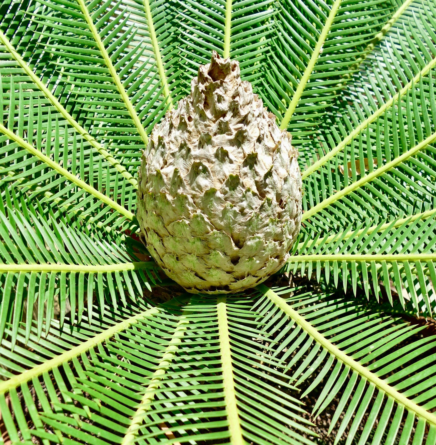 Dioon edule rara cicade con grande cono centrale e foglioline verdi a raggiera