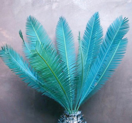 Dioon edule 'Queretaro Blue' rara cicade blu-verde con lunghe fronde piumate