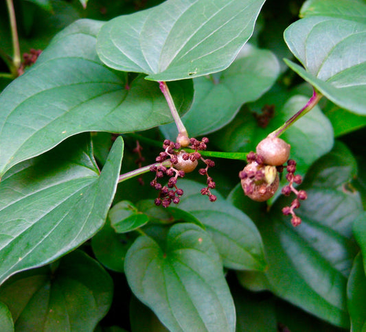 Dioscorea batatas green heart-shaped leaves with small brown fruit clusters cinnamon vine plant