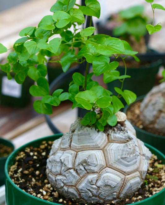 Dioscorea elephantipes | Elephant's foot | Turtle back