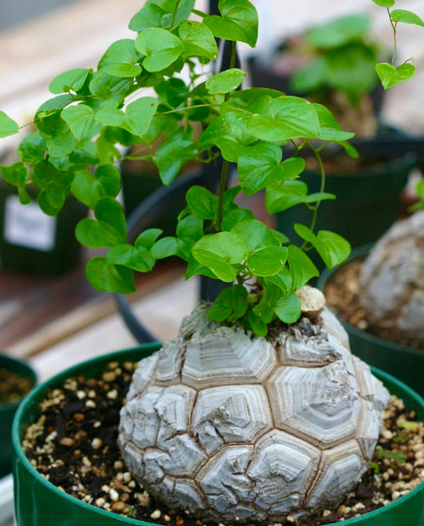 Caudice di Dioscorea elephantipes con foglie verde vibrante in una pianta grassa in vaso