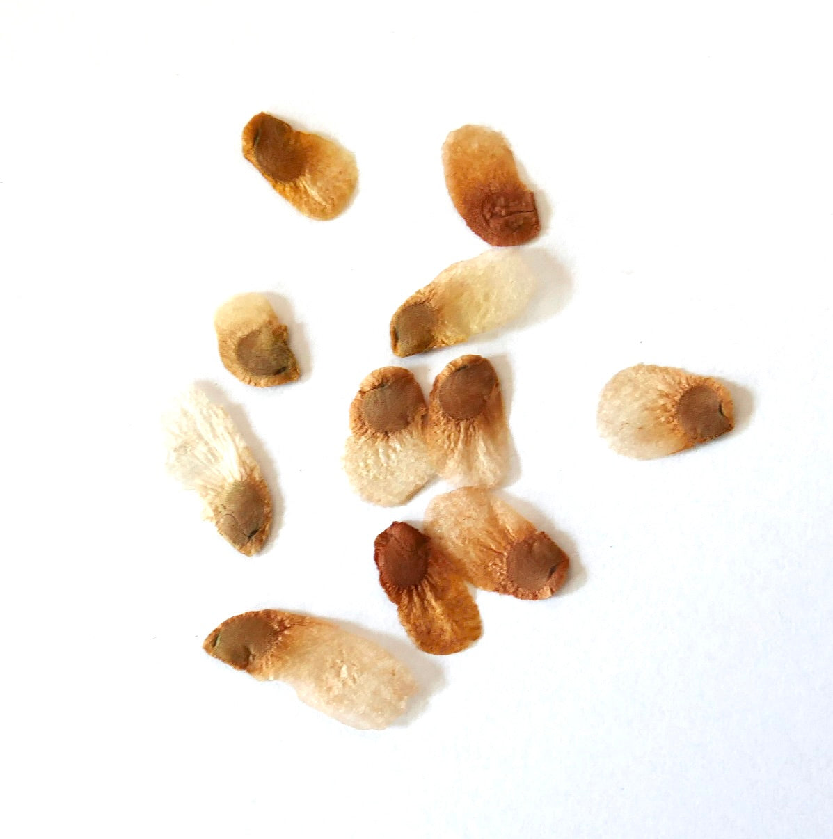 Dioscorea elephantipes var. montana seeds with papery wings for propagation