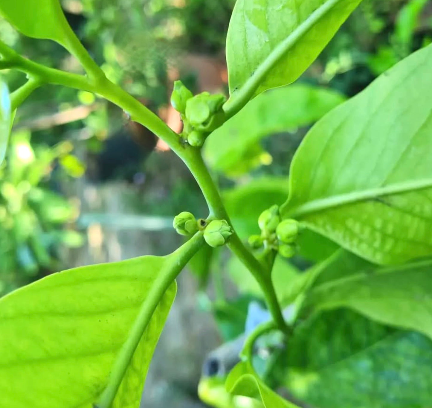 Diospyros digyna | Black sapote | Chocolate pudding fruit
