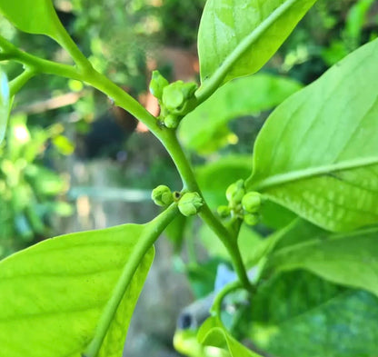 Diospyros digyna | Black sapote | Chocolate pudding fruit