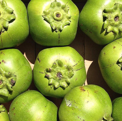 Diospyros digyna | Black sapote | Chocolate pudding fruit