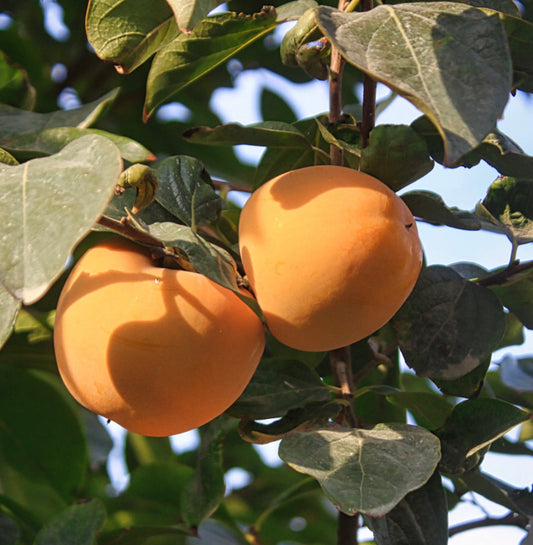 Diospyros kaki (Apple Persimonn) | Persimmon | Kaki fruit