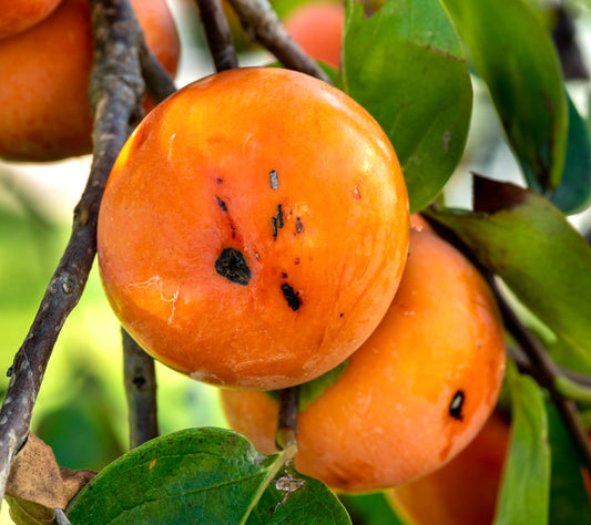 Diospyros virginiana | American Persimmon | Possumwood