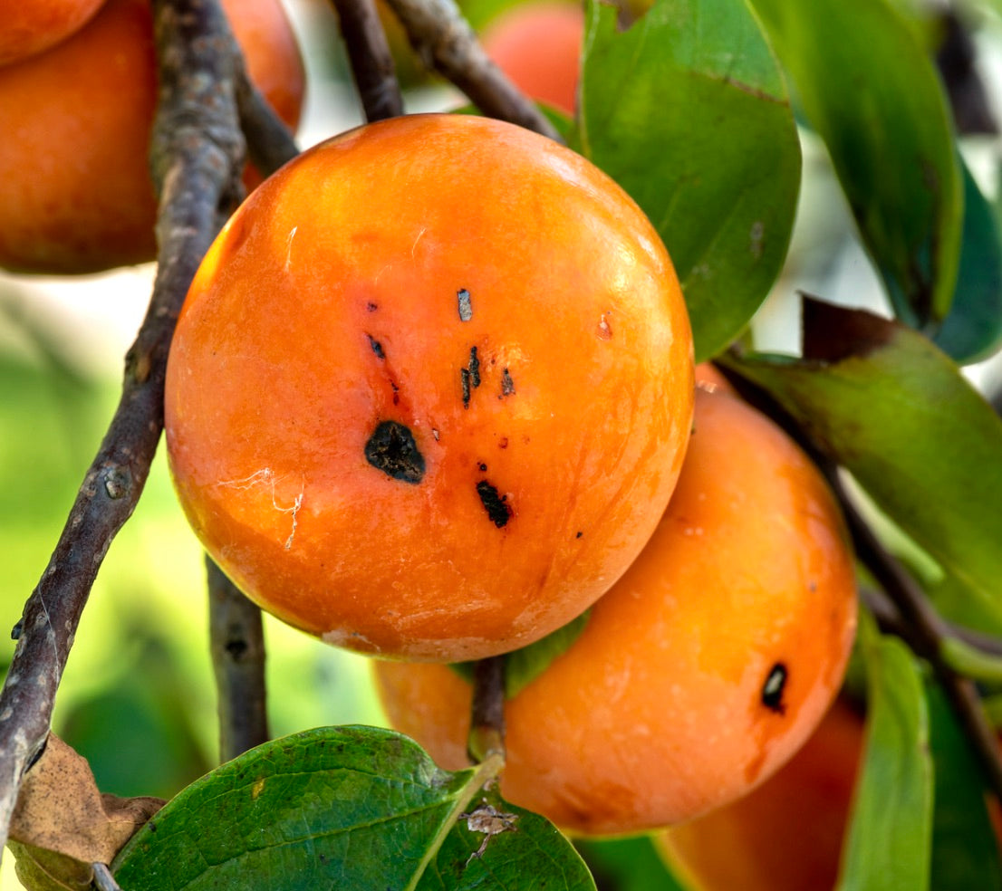 Frutto maturo di cachi arancioni Diospyros virginiana con buccia liscia e foglie verdi sul ramo